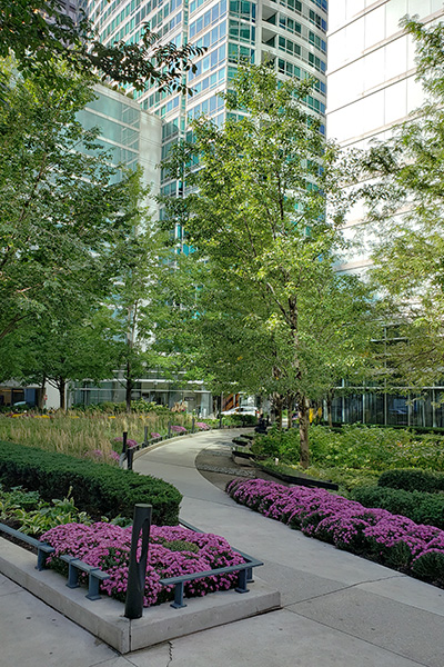 One of the many beautiful garden walkways in Streeterville, this one a lush area of purple flowers and beds of green.